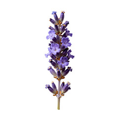 Obraz premium Close up of a beautiful stalk of purple lavender flowers on white background