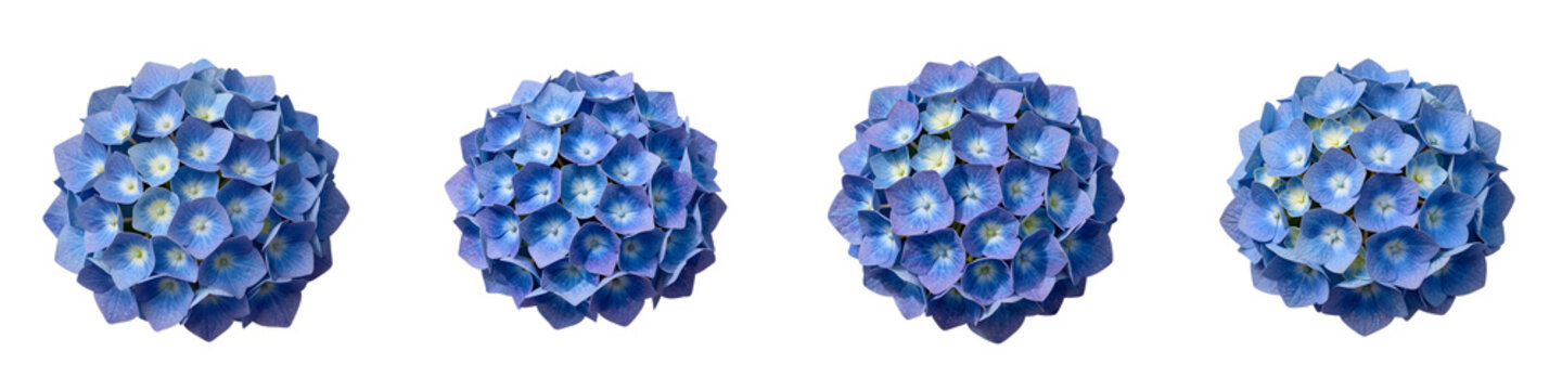 Arrangement of beautiful blue hydrangea flowers with a dark background in a horizontal orientation