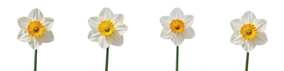 Obraz premium Bright daffodils in a row against a black background for a spring-themed illustration