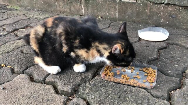 A pregnant calico cat with black, orange, and white fur is eating dry kibble from a clear plastic container on a grey paved surface outdoors.