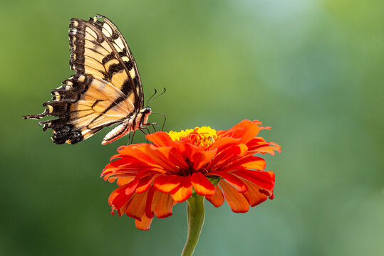 Yellow swallowtail butterfly perched on orange zinnia flower in garden
