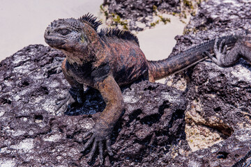 Fototapeta premium Galapagos Marine Iguana (Amblyrhynchus cristatus)