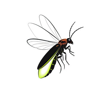 A firefly glowing brightly in the dark on transparent background