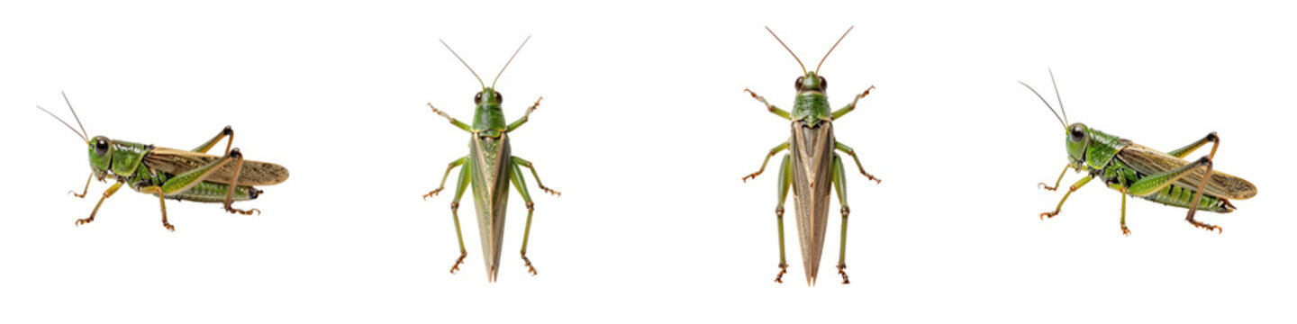 Various views of a common green grasshopper on a black backdrop for scientific study