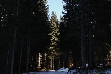 bosque de pinos altos, destacando un pino de fondo iluminado por el sol. días de nieve en Lavaze, al norte de italia. © Mariana