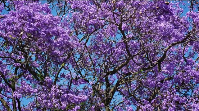 The video shows a jacaranda tree in full bloom with purple flowers against a bright blue sky in Belem, Lisbon, Portugal. The vibrant colors create a striking view during the season.