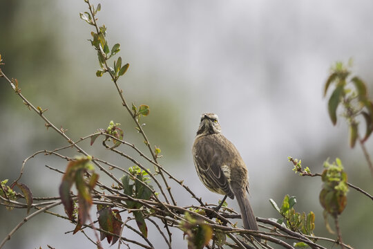 Chilean mockingbird perched on thin branches in blurred natural background