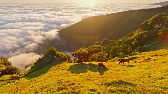 Aerial view of sunrise above clouds and green hills with cows grazing at Fanal mountain, Madeira island, Portugal. Slide trucking shot