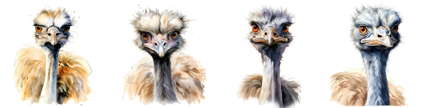 Various emu portraits display the bird's unique character in watercolor style