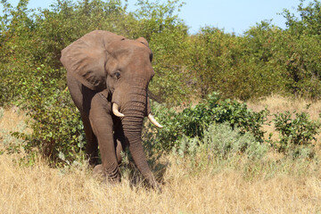Fototapeta premium Afrikanischer Elefant / African elephant / Loxodonta africana