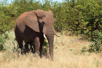 Fototapeta premium Afrikanischer Elefant / African elephant / Loxodonta africana