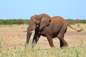 Fototapeta premium Afrikanischer Elefant / African elephant / Loxodonta africana