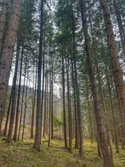 Fototapeta premium bosque de italia., con arboles milenarios. dia de primavera rodeado de arboles altos.