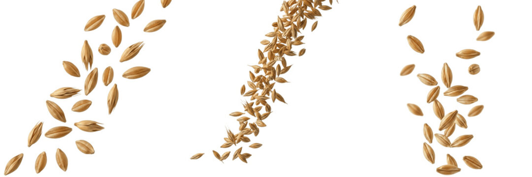 Set of falling barley grains and wheat seeds explosion isolated on white background