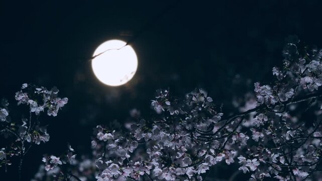 Tokyo, Japan - April 3, 2026: Cherry blossoms in full bloom and the full moon