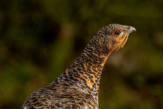 Closeup of a female western capercaillie (Tetrao urogallus) in Finnish nature