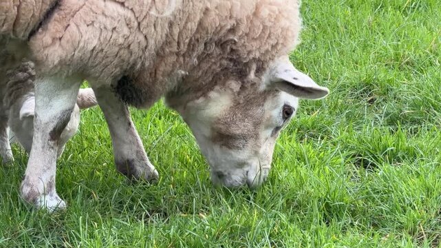 Adult ewe eating green grass close up