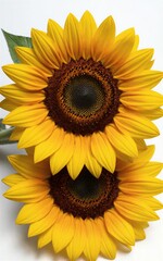 Obraz premium Two vibrant sunflowers with detailed petals and dark centers against
