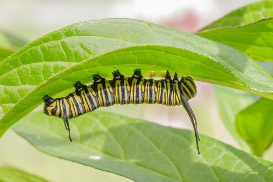 Monarch, Danaus plexippus, butterfly caterpillar hiding under swamp milkweed leaf, Asclepias incarnata