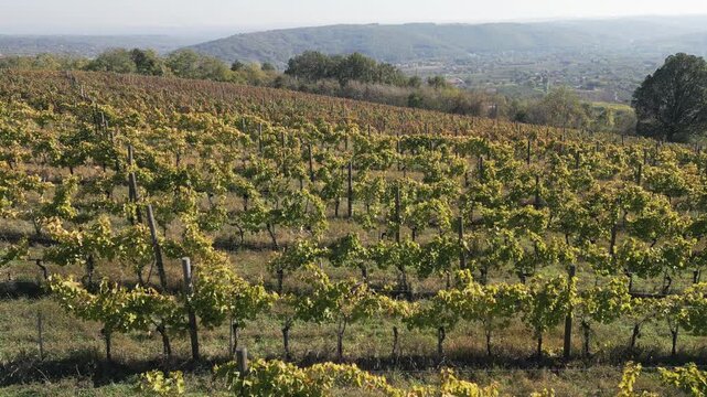 Low altitude drone moving forward above rows of yellow grapevines in a sunny autumn vineyard, Sumadija, central Serbia.