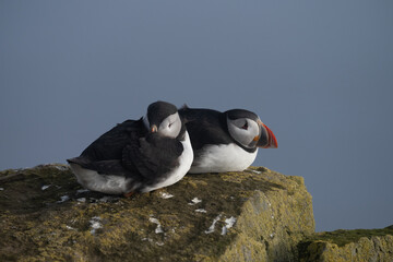 Fototapeta premium Puffin