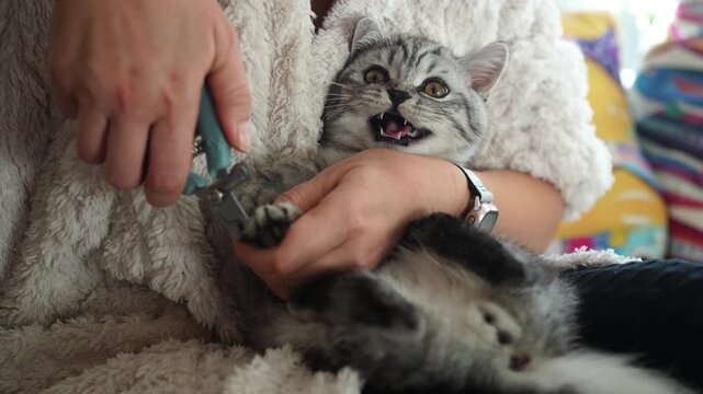 Closeup of caring woman hands trimming cat nails with pet clipper, gently grooming her feline at home
