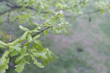 Obraz premium Fresh Young Oak Leaves Branch Young light green oak foliage budding on thin branch against soft blurred park background