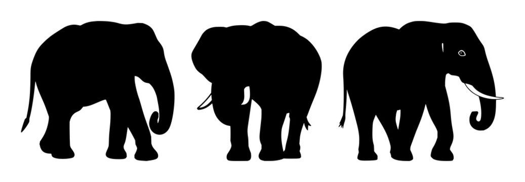 Elephant icon set with black silhouette on white backdrop featuring wildlife conservation, endangered species, iconography with high contrast and minimalist design