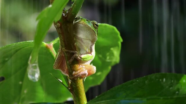 雨を浴びるアマガエルの4Kスローモーション動画