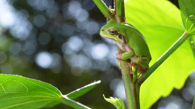 草の上にいるアマガエルの4K動画