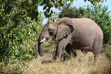 Fototapeta premium Afrikanischer Elefant / African elephant / Loxodonta africana
