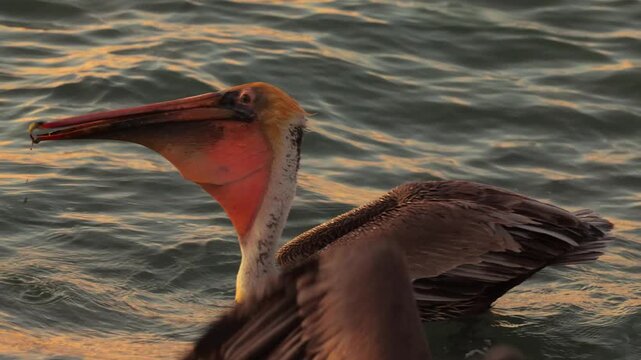 Single brown pelican diving into the sea at sunset in Mexico, striking moment of a seabird hunting fish with powerful splash, illuminated by golden hour light, vibrant coastal wildlife scene with