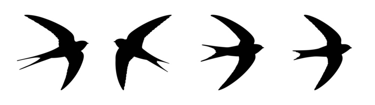 Swift bird silhouette vector illustration flying swallow birds collection graphic design element set free