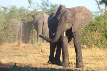 Fototapeta premium Afrikanischer Elefant / African elephant / Loxodonta africana