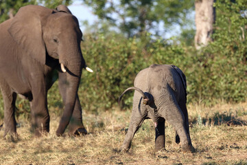 Fototapeta premium Afrikanischer Elefant / African elephant / Loxodonta africana