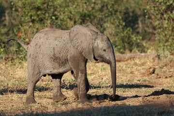 Obraz premium Afrikanischer Elefant / African elephant / Loxodonta africana