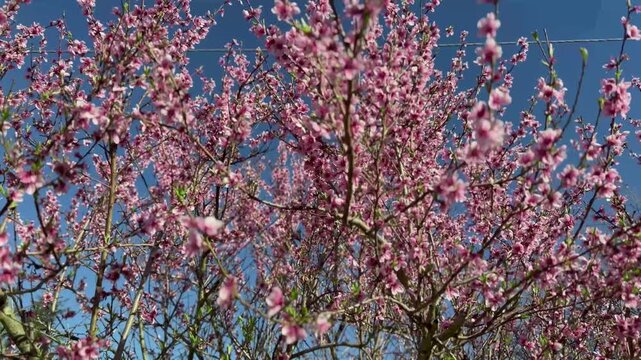 4K footage of the cherry blossom, one of several trees of the genus Prunus, particularly the Japanese cherry, Prunus serrulata, which is sometimes called sakura. 桜
