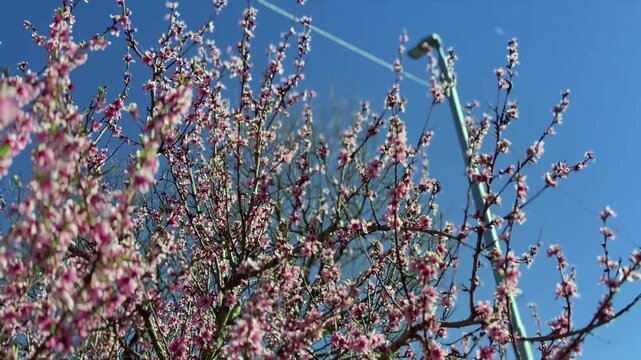 4K footage of the cherry blossom, one of several trees of the genus Prunus, particularly the Japanese cherry, Prunus serrulata, which is sometimes called sakura. 桜