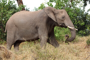 Fototapeta premium Afrikanischer Elefant / African elephant / Loxodonta africana