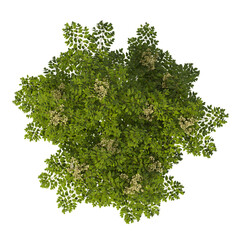 Obraz premium Single green Devil's walkingstick tree isolated on transparent background. Shrub isolated on transparent background. young plant or young tree isolated on white background. Small tree PNG. Shrub PNG.