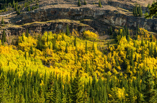 Canada, Alberta, Calgary.  Steep rock face above autumn forest, Sheep River Provincial Park.
