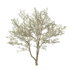 White Flowering dogwood tree isolated on transparent background. flower tree isolated on transparent background. Flowering Tree isolated on white background. Flowering tree PNG. Flower plant. © Nimal