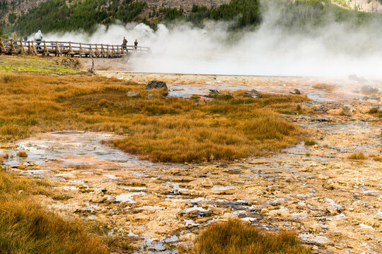 USA, Wyoming, Yellowstone National Park. Hardy grasses living among the steaming hot springs, and other geothermal curiosities on the Biscuit Basin Loop trail.  Upper Geyser Basin.