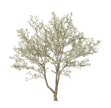 White Flowering dogwood tree isolated on transparent background. flower tree isolated on transparent background. Flowering Tree isolated on white background. Flowering tree PNG. Flower plant.