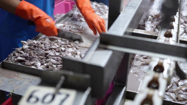 Seafood Processing, Hands in gloves meticulously arrange freshly caught fish during processing