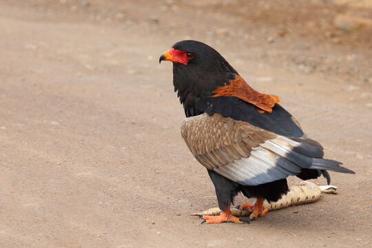 Puffotter and  Gaukler / Puff adder and Bateleur / Bitis arietans arietans et Terathopius ecaudatus