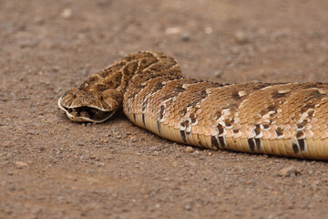 Obraz premium Puffotter / Puff adder / Bitis arietans arietans