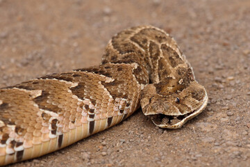 Fototapeta premium Puffotter / Puff adder / Bitis arietans arietans