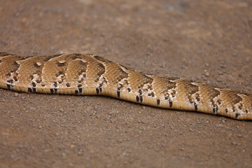 Obraz premium Puffotter / Puff adder / Bitis arietans arietans