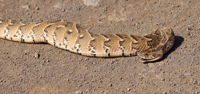 Puffotter / Puff adder / Bitis arietans arietans